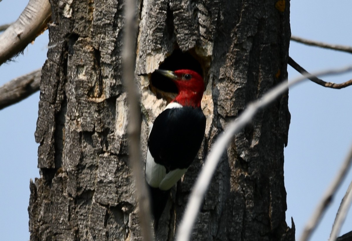 Red-headed Woodpecker - ML583307411