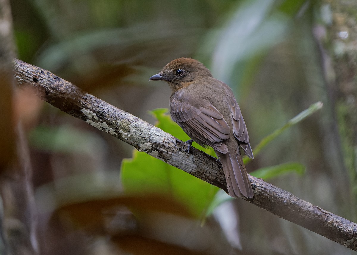 Brown-winged Schiffornis (West Amazonian) - Guillermo Saborío Vega