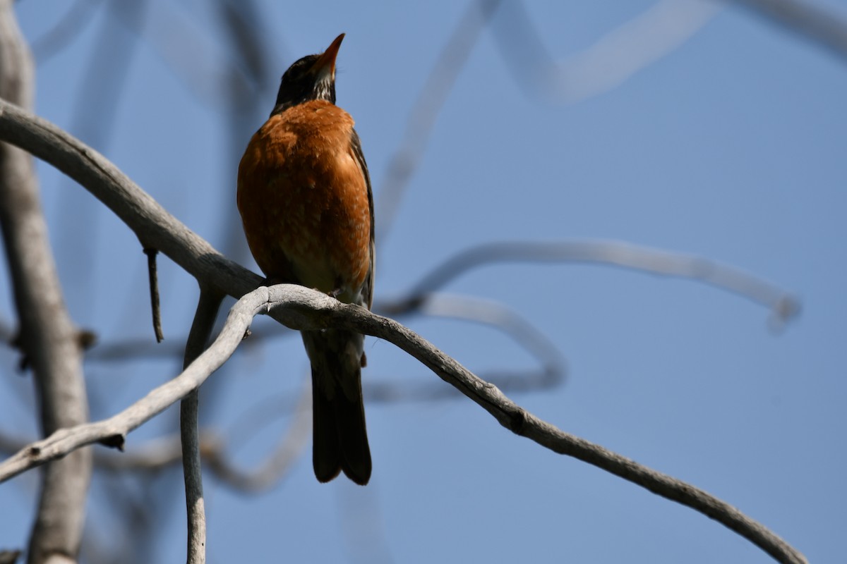 American Robin - Michael Kendrick