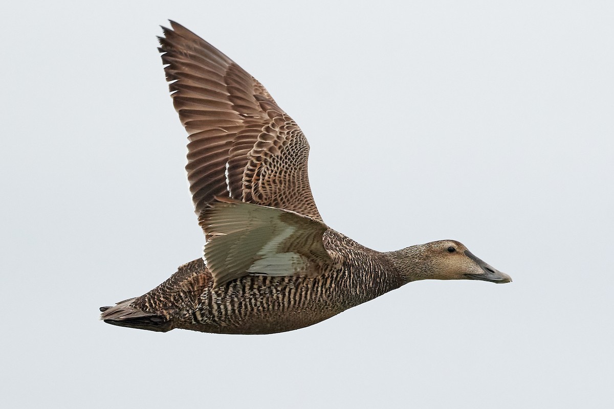 Common Eider - Patrice St-Pierre