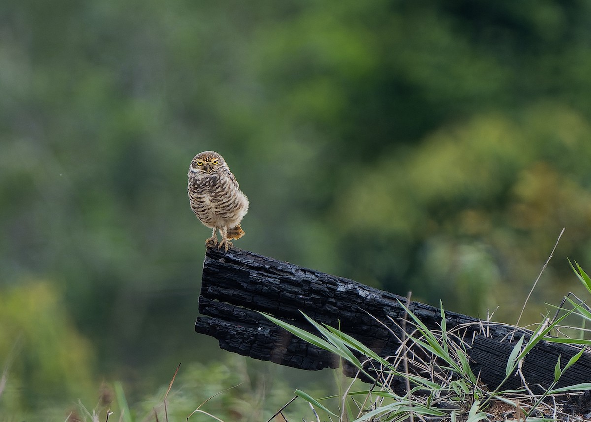 Burrowing Owl - Guillermo  Saborío Vega