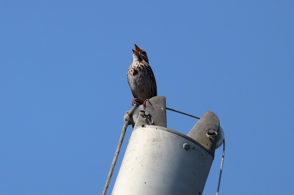 Song Sparrow - ML583309151