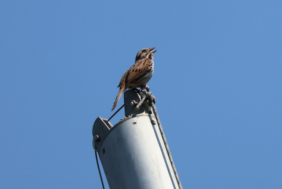 Song Sparrow - ML583309161