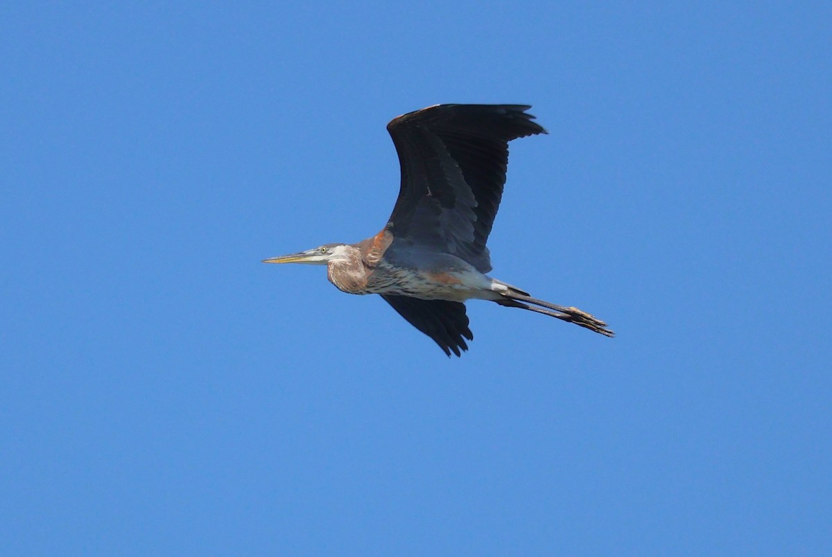 Great Blue Heron - Tricia Vesely