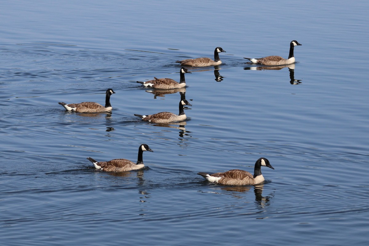 Canada Goose - ML583309291