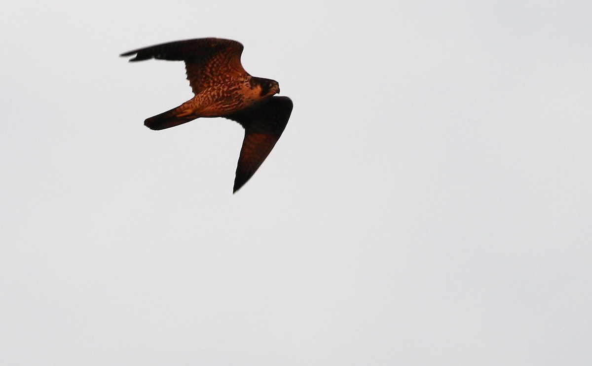 Peregrine Falcon - Rob Bielawski