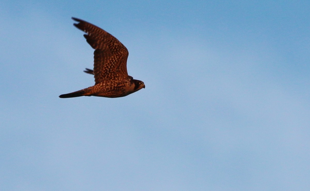 Peregrine Falcon - Rob Bielawski