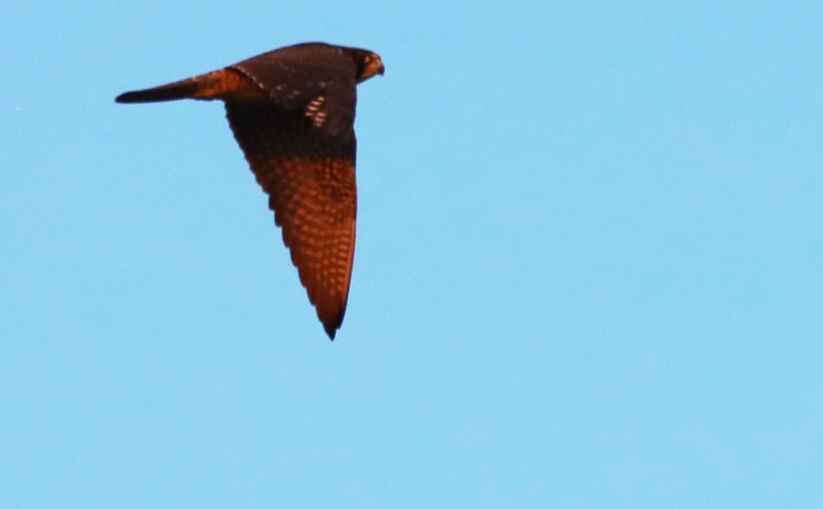 Peregrine Falcon - Rob Bielawski