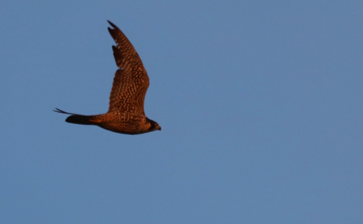 Peregrine Falcon - Rob Bielawski