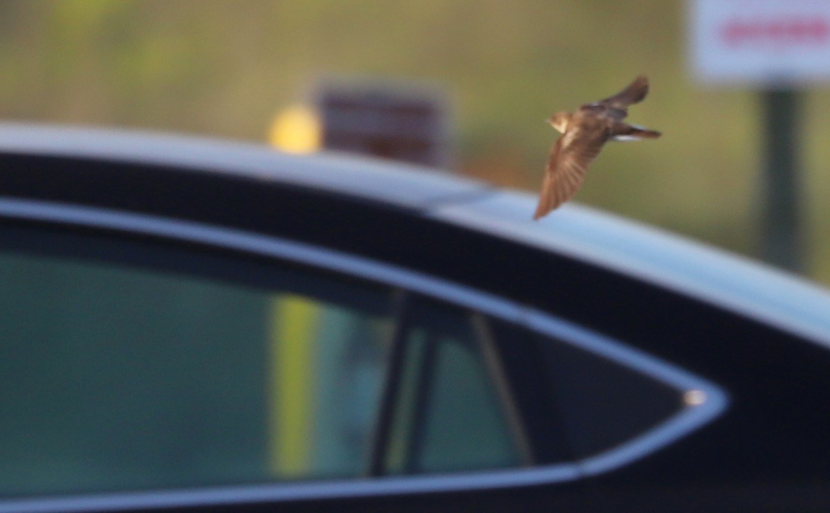 Northern Rough-winged Swallow - Rob Bielawski