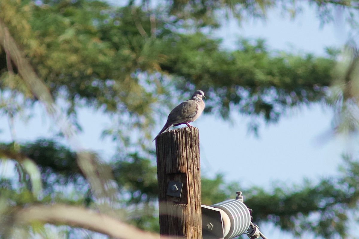 珠頸斑鳩 - ML583309981