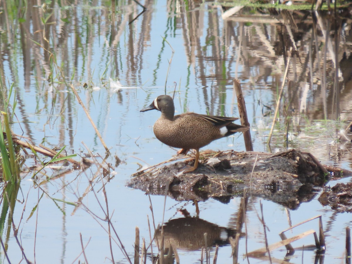 Sarcelle à ailes bleues - ML583311881