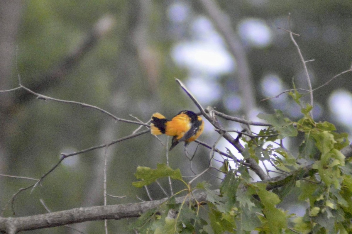 Baltimore Oriole - ML583312291