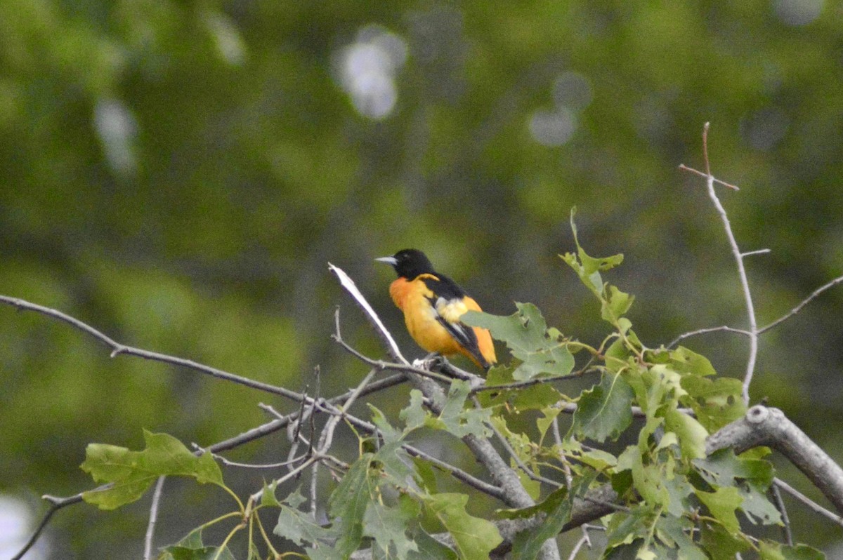 Baltimore Oriole - ML583312301