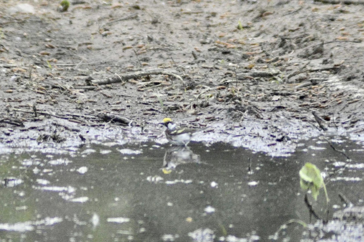 Chestnut-sided Warbler - ML583312441