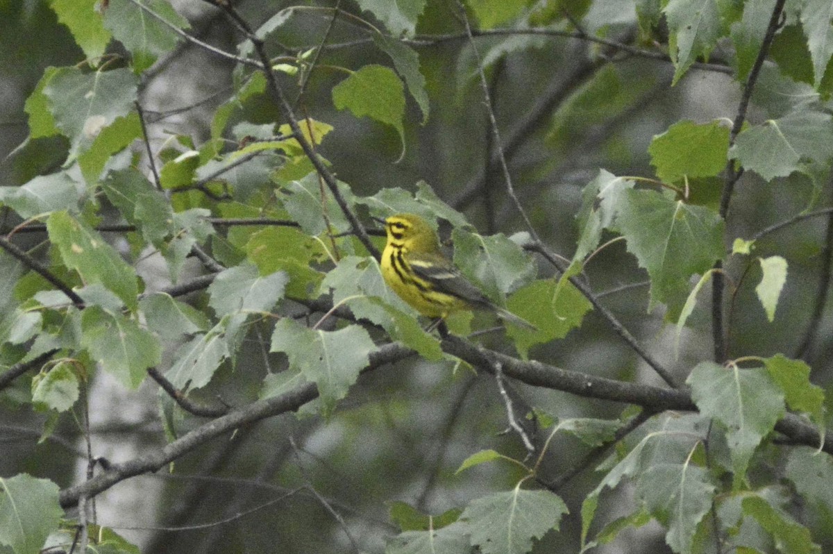 Prairie Warbler - ML583312571