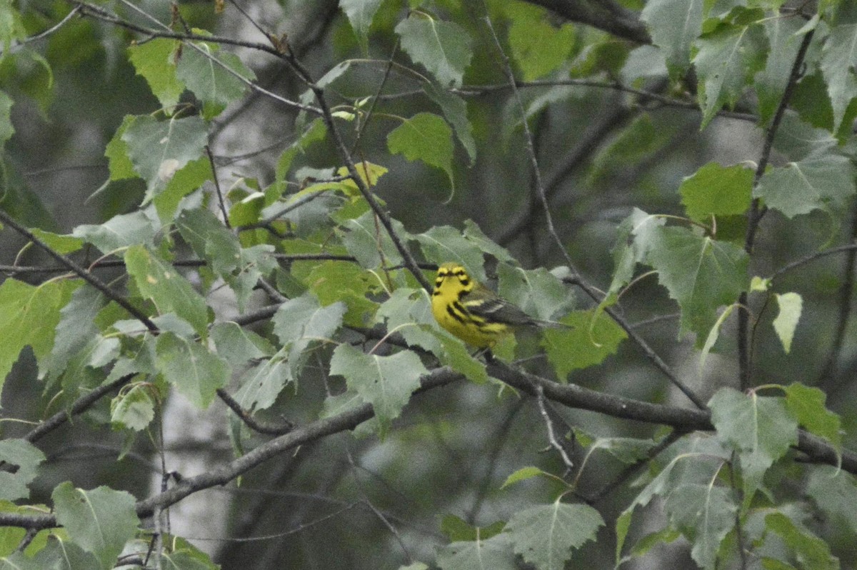 Prairie Warbler - ML583312581