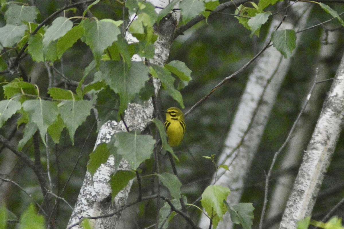 Prairie Warbler - ML583312591