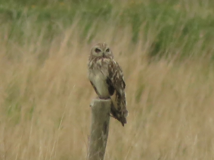 Short-eared Owl - ML583312931