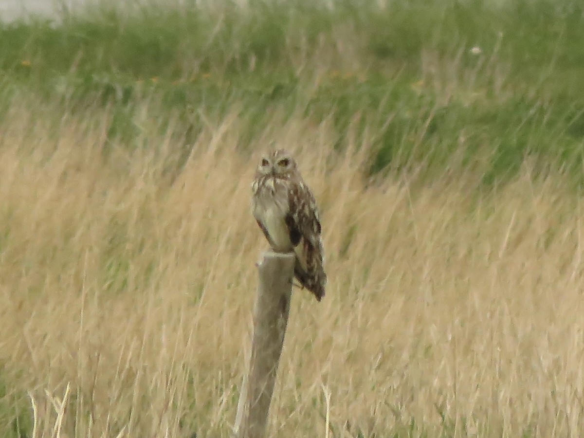 Short-eared Owl - ML583312941