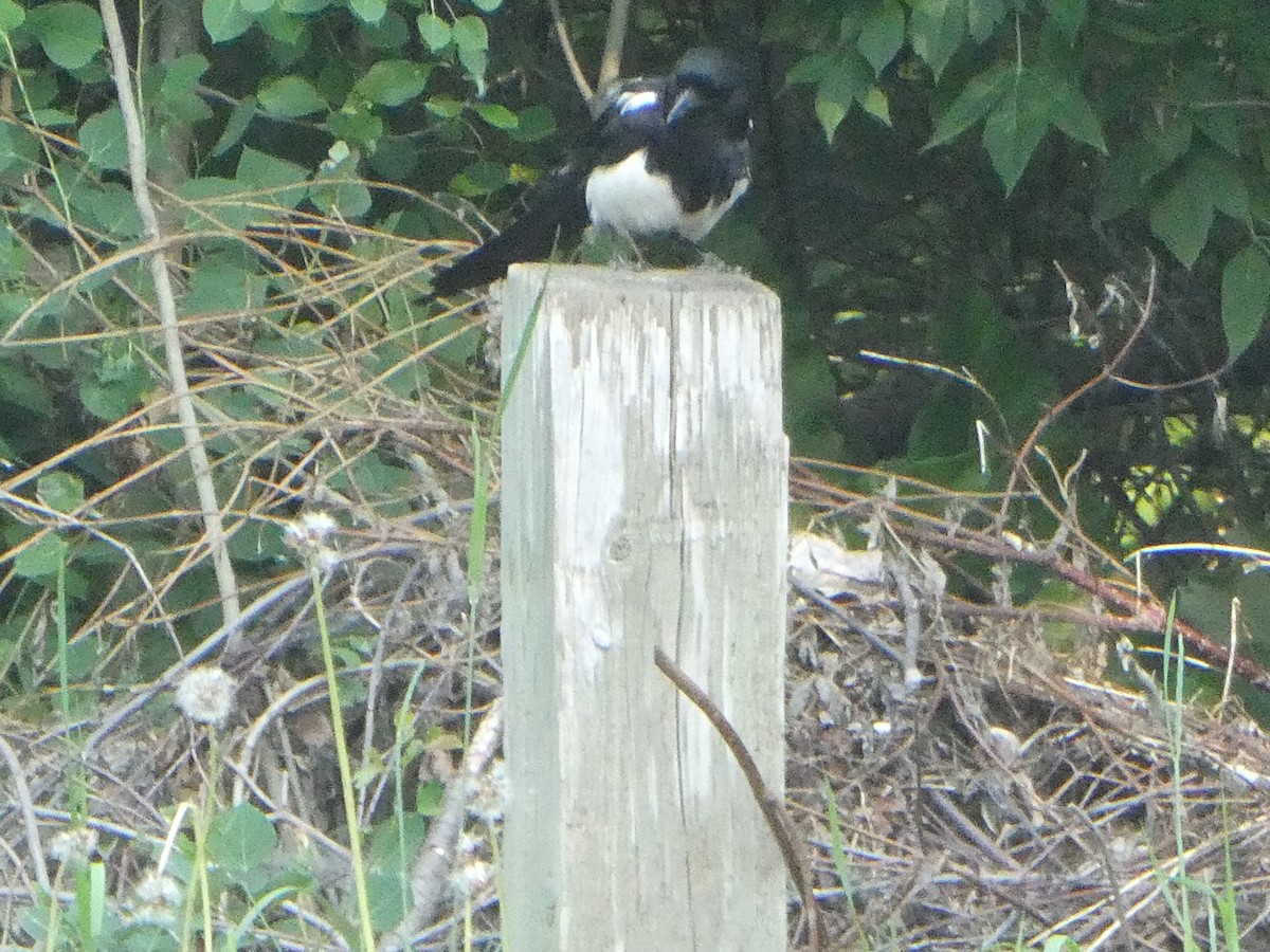 Black-billed Magpie - ML583316121