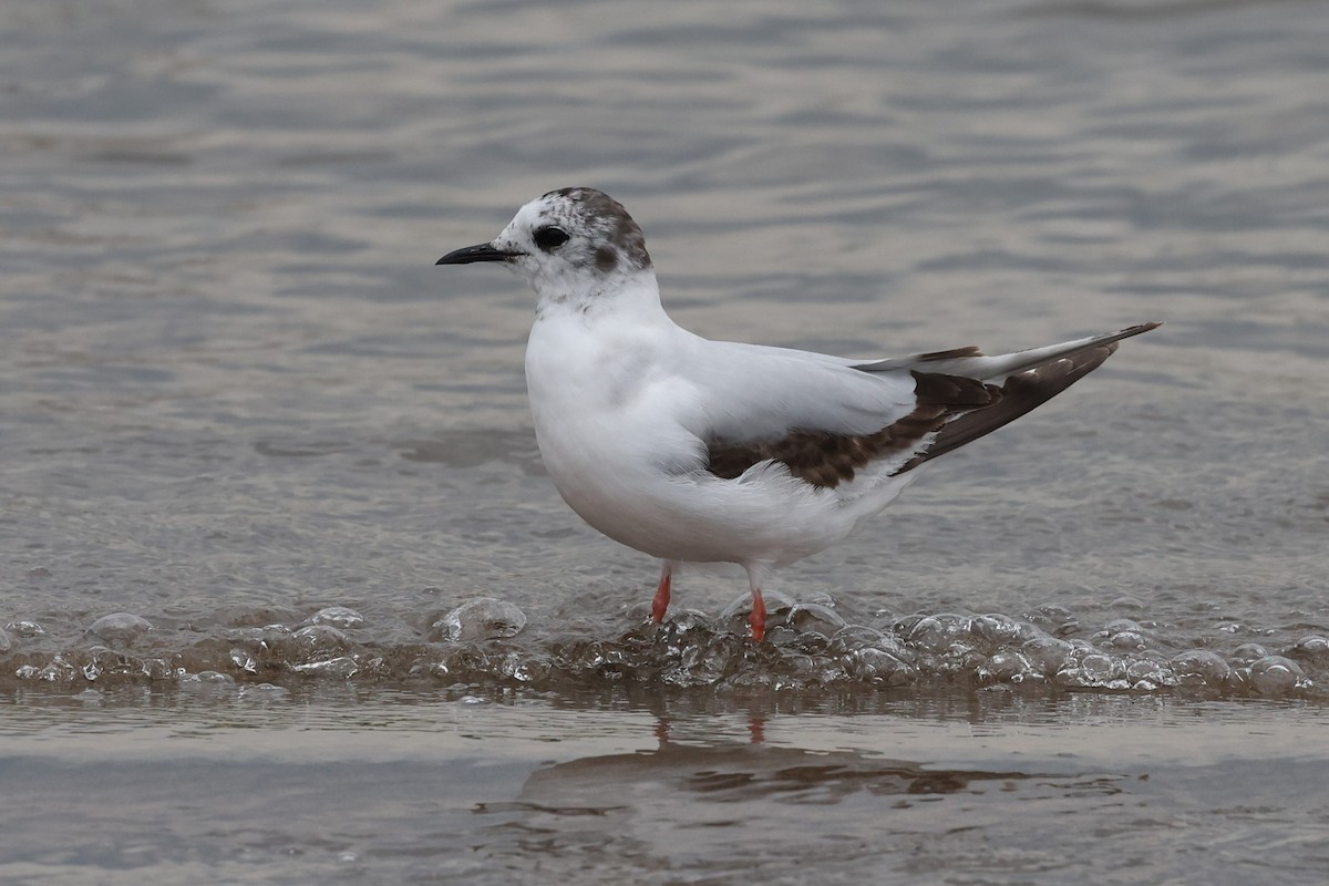 Gaviota Enana - ML583316401