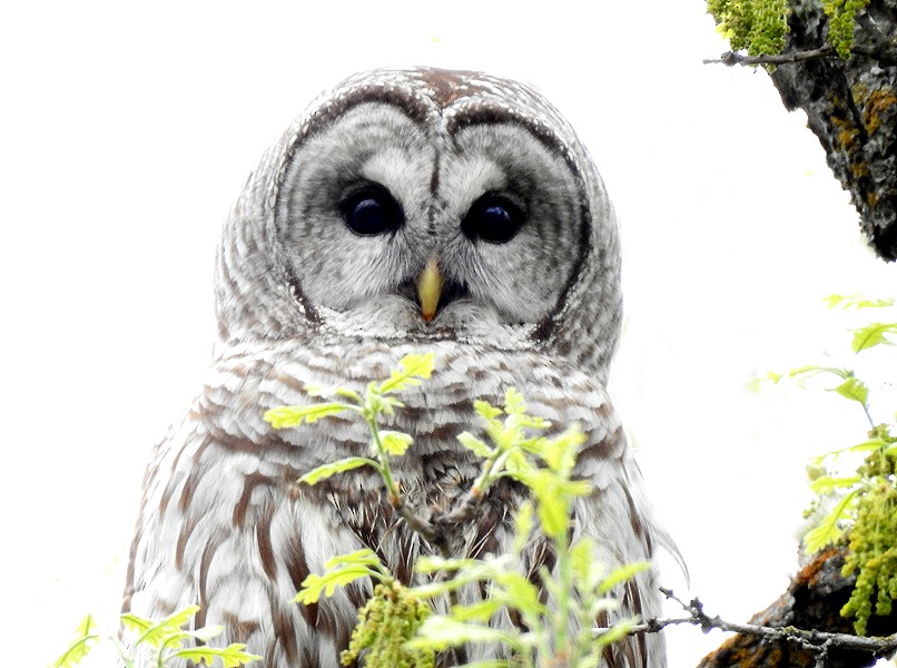 Barred Owl - ML58331731