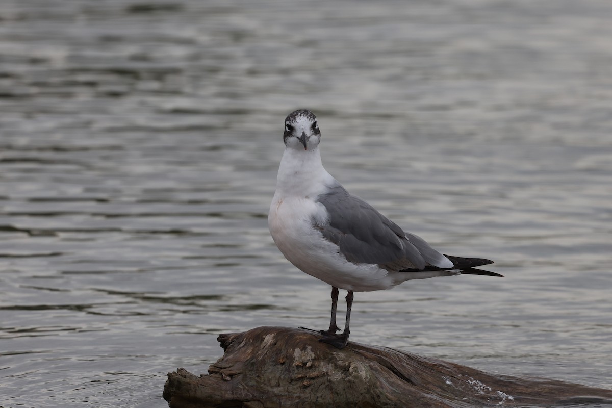 Franklin's Gull - ML583317401