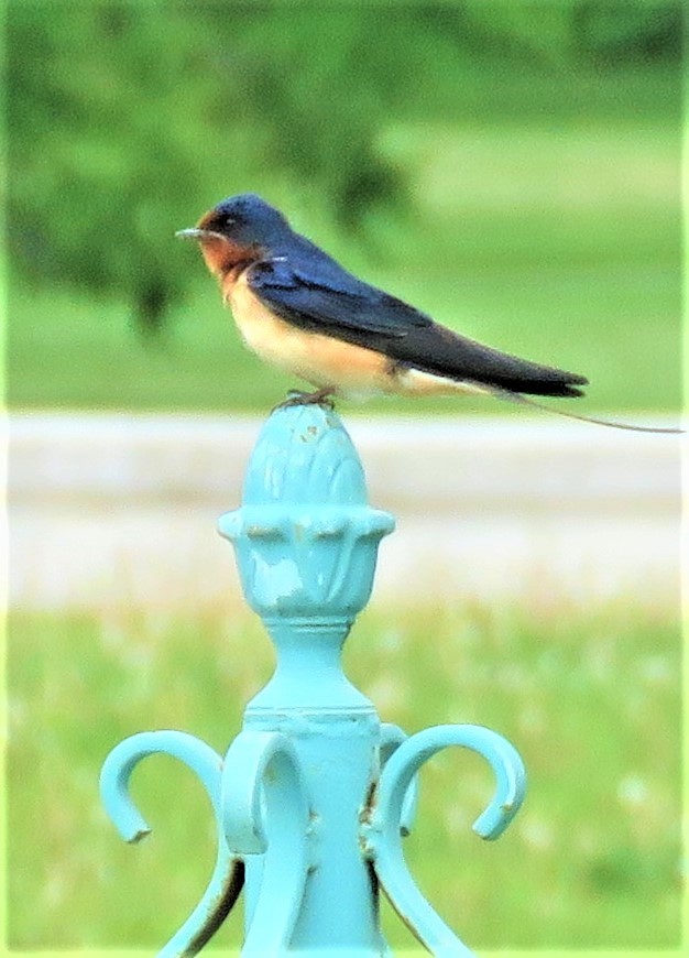 Barn Swallow - ML583317521