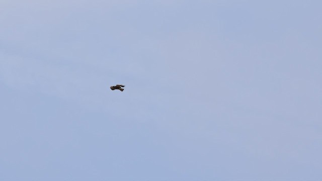 Swainson's Hawk - ML583318261