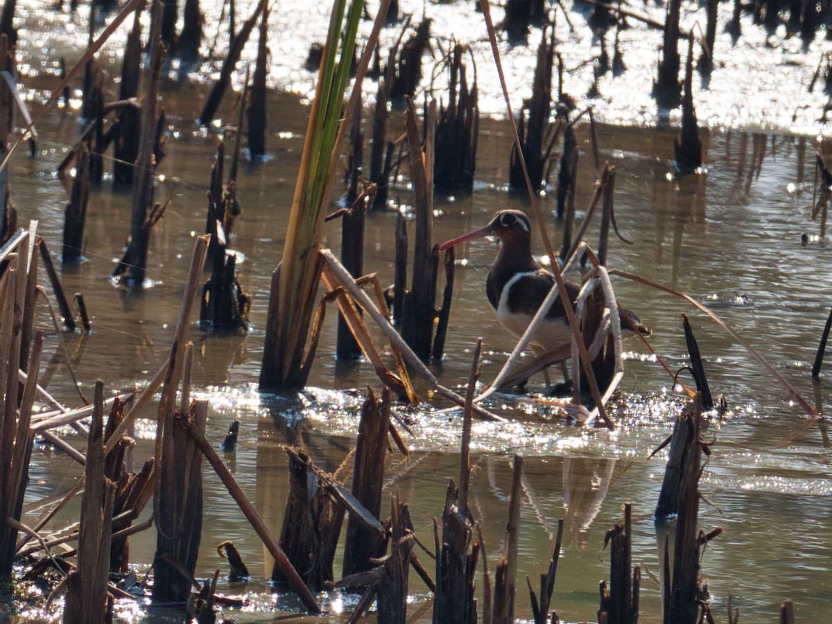 Greater Painted-Snipe - Eric Carpenter