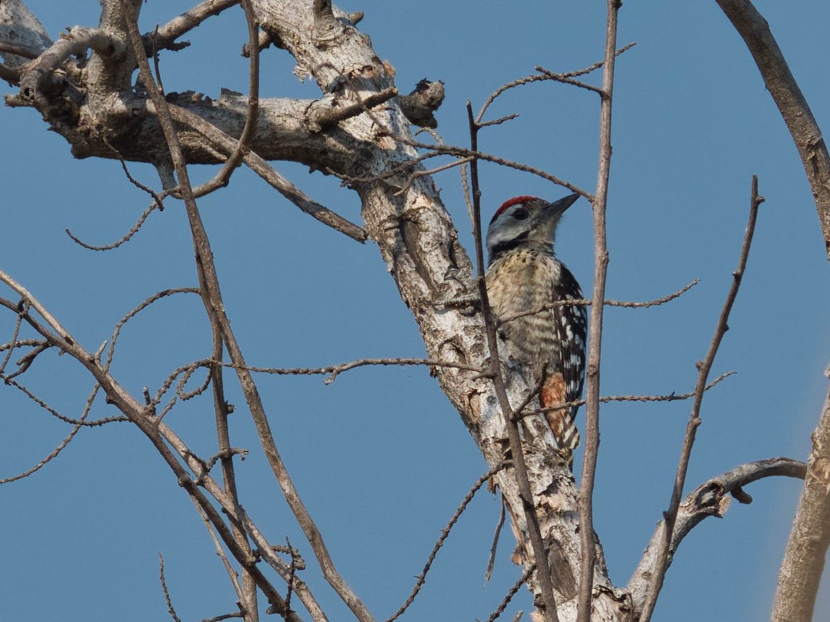 Freckle-breasted Woodpecker - ML583318661