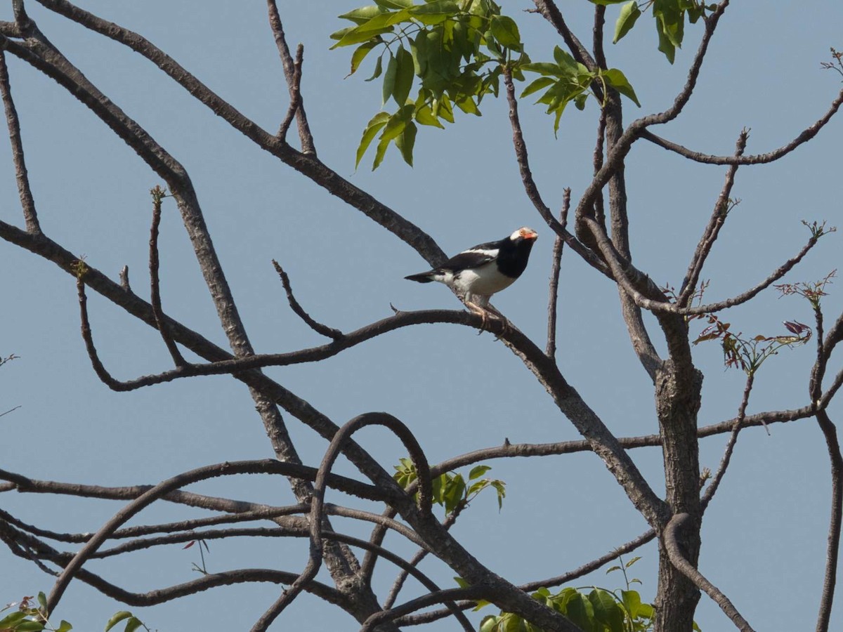 Siamese Pied Starling - ML583318691