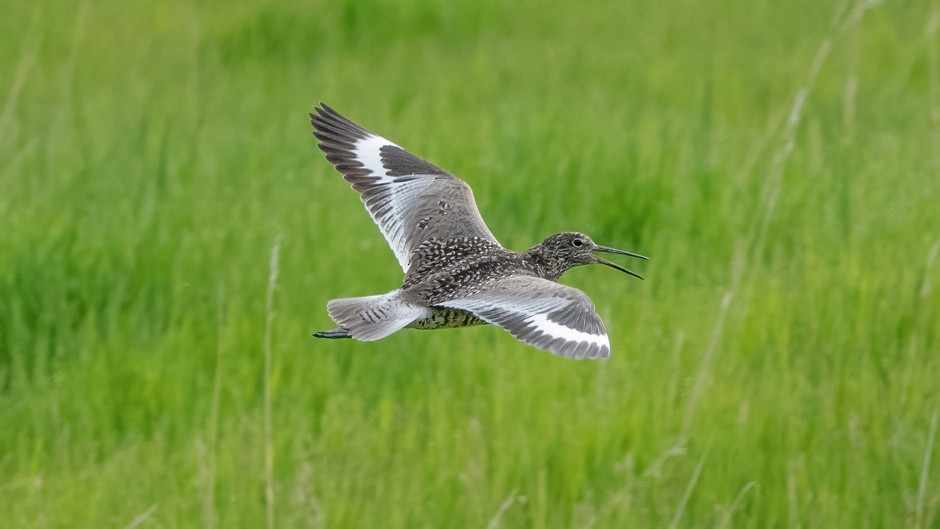 Willet - ML583319381