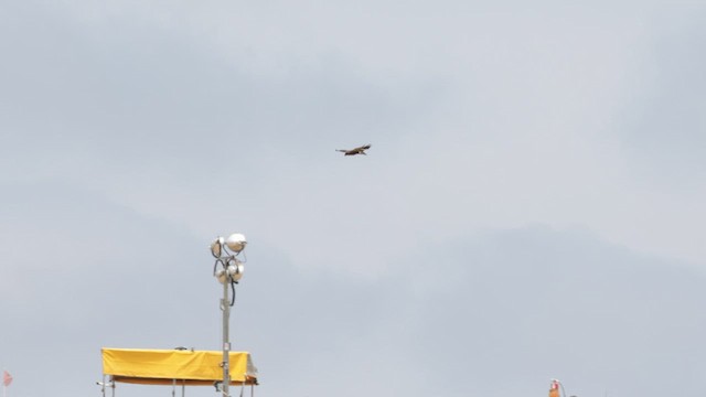 Swainson's Hawk - ML583319661