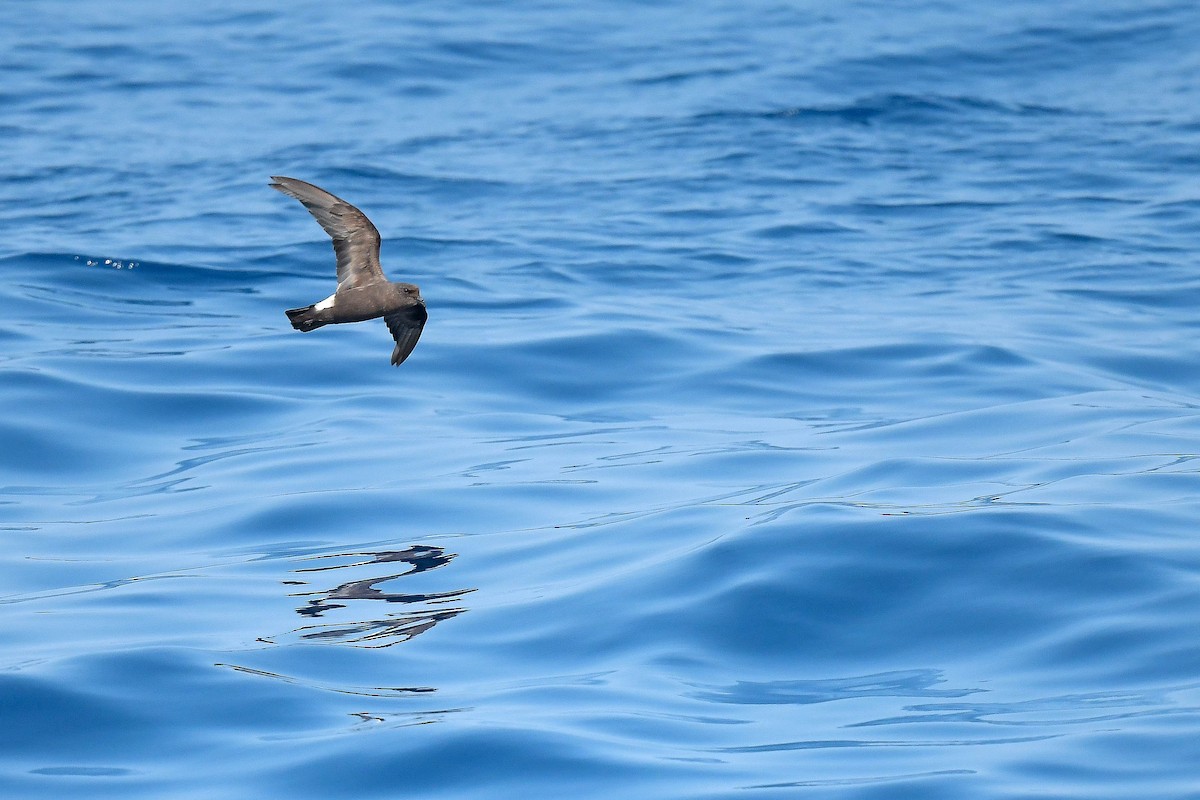 Band-rumped Storm-Petrel (Grant's) - Kate Sutherland