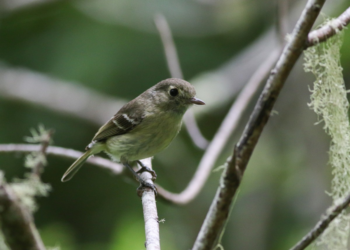 Hutton's Vireo - Zane Pickus