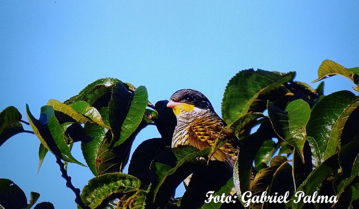 Swallow-tailed Cotinga - Elvis Alberto Ramirez