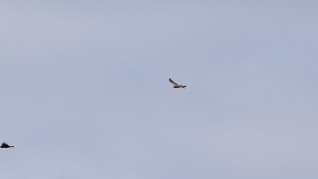 Swainson's Hawk - ML583323281