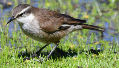 Cream-winged Cinclodes - ML583323481