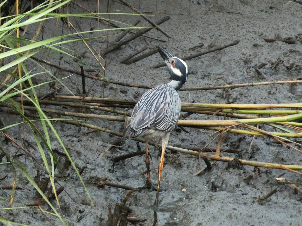 Yellow-crowned Night Heron - ML583323871