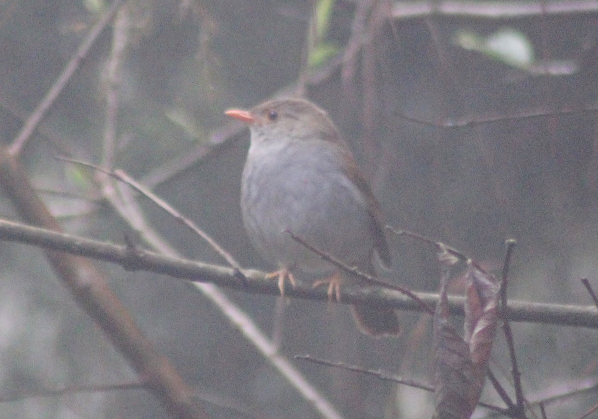 Orange-billed Nightingale-Thrush - Mario Trejo