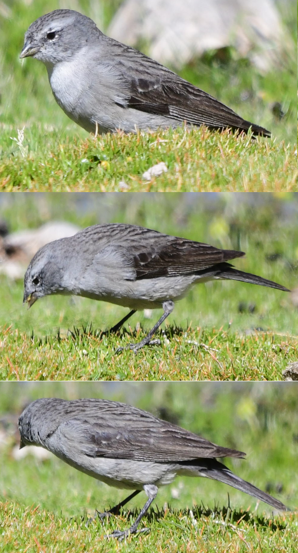 Ash-breasted Sierra Finch - ML583324301