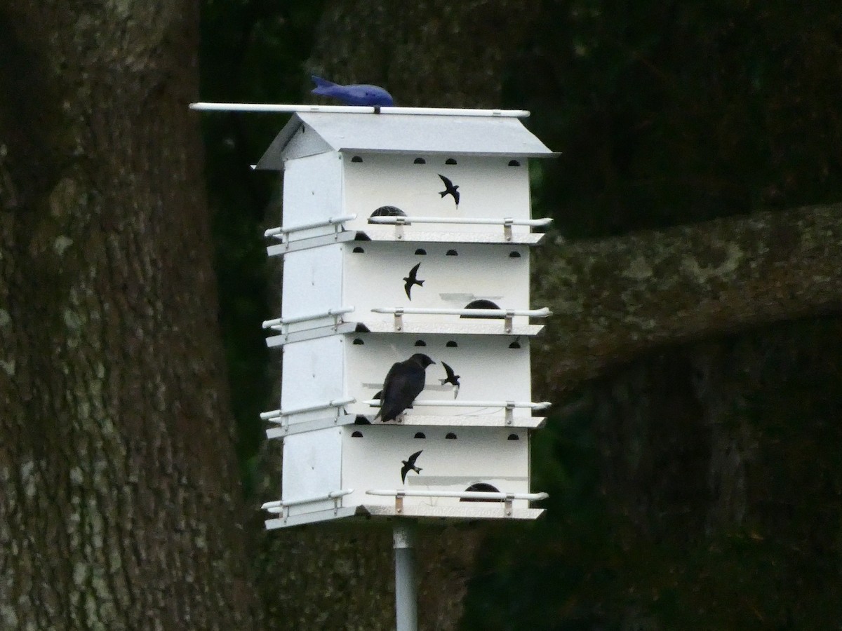 Purple Martin - ML583324571