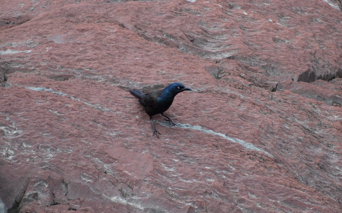 Common Grackle - ML583324601