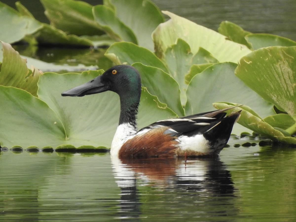 Northern Shoveler - ML583326051