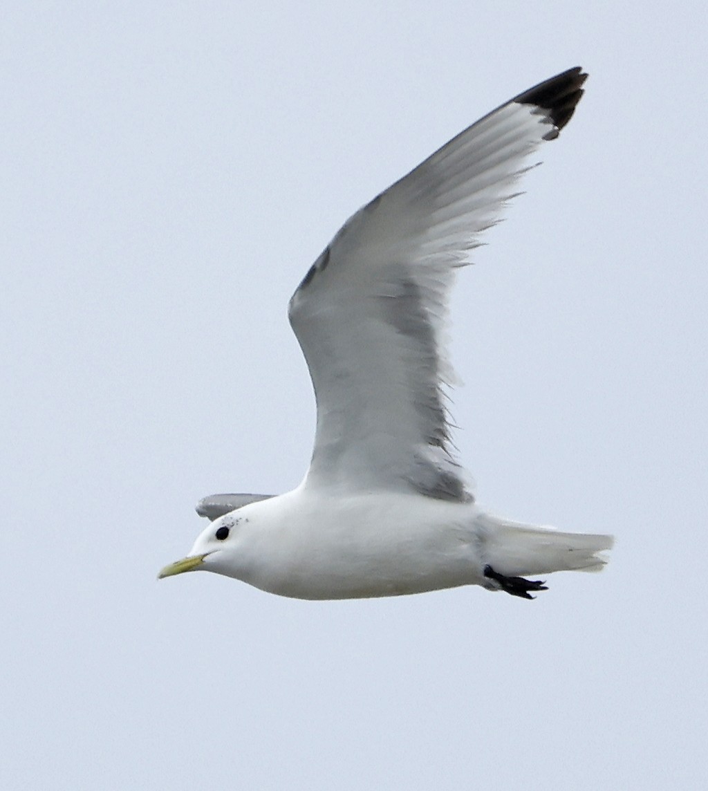 Black-legged Kittiwake - Willie D'Anna