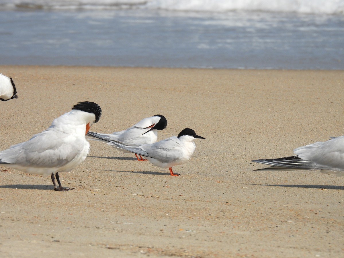 Roseate Tern - Scott Peterson