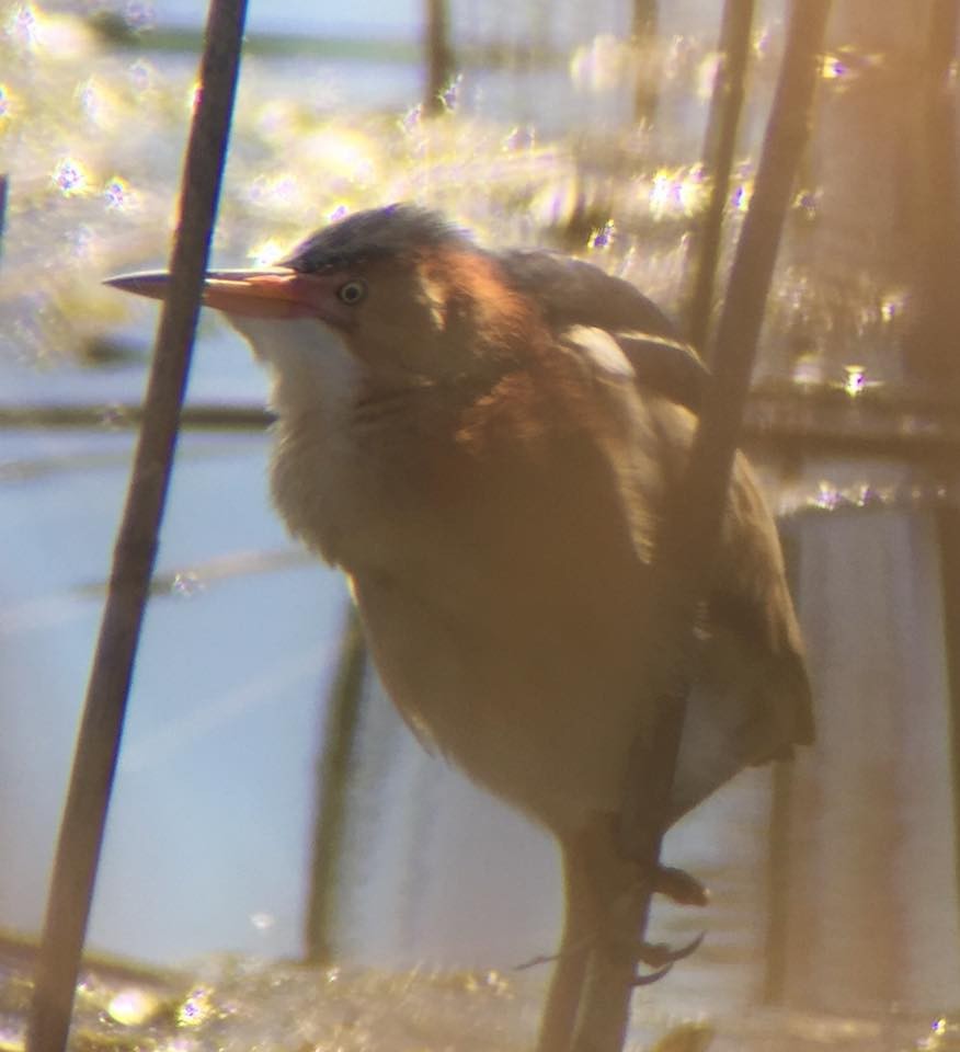 Least Bittern - ML58332831