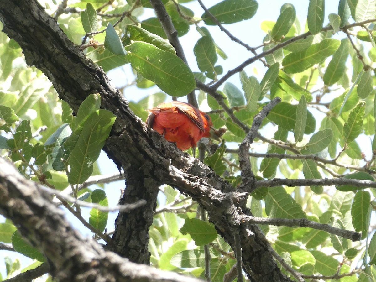 Summer Tanager - ML583329541